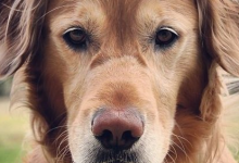 Bild von Hunde Weihnachtsbilder Für Whatsapp bilder fürs handy
