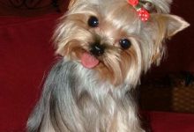 Bild von Hunde Weihnachtsbilder Kostenlos Herunterladen bilder fürs handy