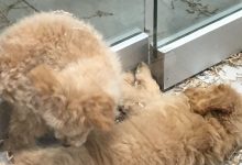 Bild von Hunde Welpen Bilder Zum Ausdrucken bilder fürs handy