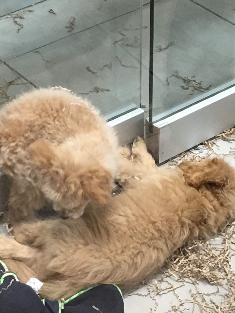 Hunde Welpen Bilder Zum Ausdrucken