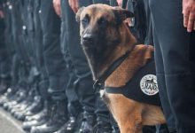 Bild von Hunde Welpen Bilder Zum Ausdrucken Für Whatsapp bilder fürs handy