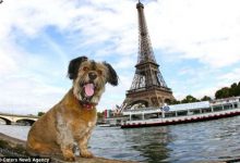 Bild von Hunde Welpen Bilder Zum Ausdrucken Kostenlos bilder fürs handy