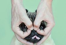 Bild von Hunde Welpen Bilder Zum Ausdrucken Kostenlos Herunterladen bilder fürs handy