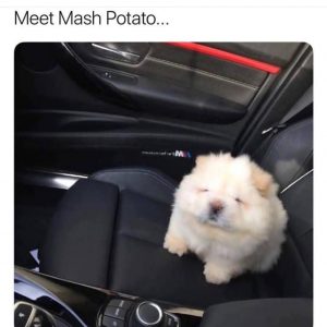 Hunde Witze Bilder Für Facebook 300x300 - Kleine Mischlingshunde Rassen