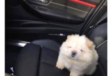 Bild von Hunde Witze Bilder Für Facebook bilder fürs handy