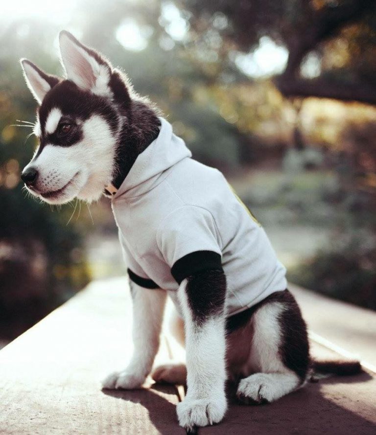 Hunde Witzige Bilder