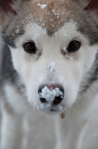 Hunde Witzige Bilder Für Facebook