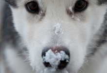 Bild von Hunde Witzige Bilder Für Facebook bilder fürs handy