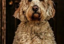 Bild von Hunde Witzige Bilder Kostenlos bilder fürs handy