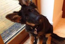 Bild von Hunde Witzige Bilder Kostenlos Herunterladen bilder fürs handy