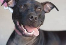Bild von Hunde Zu Verschenken bilder fürs handy
