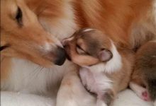 Bild von Hunde Züchter bilder fürs handy