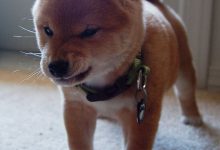 Bild von Hunde Übersicht bilder fürs handy