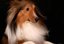 Bild von Hundebaby Bilder fürs handy