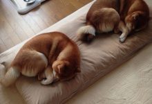 Bild von Hundebaby Bilder Für Facebook bilder fürs handy