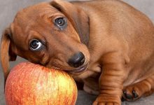 Bild von Hundebaby Bilder Für Whatsapp bilder fürs handy