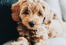 Bild von Hundebaby Bilder Kostenlos bilder fürs handy