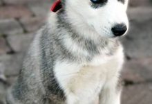 Bild von Hundebaby Bilder Kostenlos Herunterladen bilder fürs handy