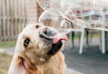 Bild von Hundebaby Fotos bilder fürs handy