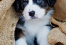 Bild von Hundebaby Rassen bilder fürs handy