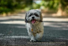 Bild von Hundebabys Bilder fürs handy