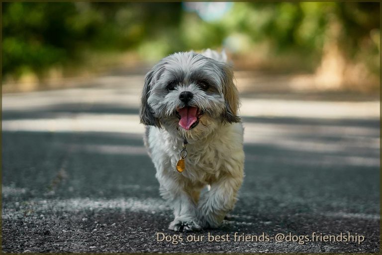 Hundebabys Bilder