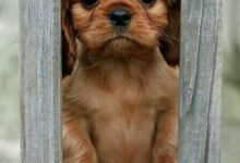 Bild von Hundebabys Bilder Für Facebook bilder fürs handy