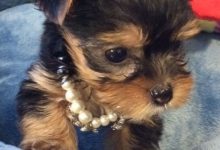 Bild von Hundebabys Bilder Für Whatsapp bilder fürs handy
