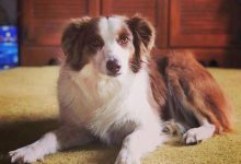 Bild von Hundebabys Bilder Kostenlos bilder fürs handy
