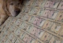 Bild von Hundebabys Bilder Kostenlos Herunterladen bilder fürs handy
