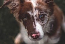 Bild von Hundebabys Fotos bilder fürs handy