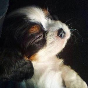Hundebilder Kostenlos 300x300 - Bilder Von Verschiedenen Hunderassen Kostenlos