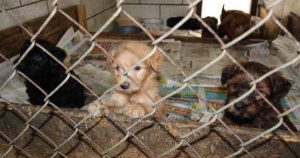 Hundebilder Mit Namen Für Facebook 300x158 - Bilder Jagdhunde Kostenlos