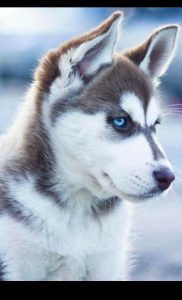 Hundebilder Mit Namen Für Whatsapp 182x300 - Bilder Jagdhunde Für Facebook