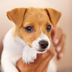 Hundebilder Mit Sprüchen Für Whatsapp 300x300 - Zwerghunderassen Bilder Für Facebook