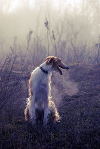 Hundebilder Mit Spruch 201x300 - Kleine Langhaarige Hunde