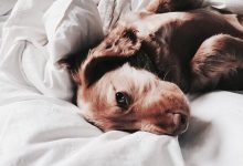 Bild von Hundefotos Rassen bilder fürs handy