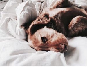 Hundefotos Rassen 300x229 - Süße Hunde Bilder Kostenlos Für Whatsapp