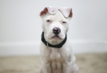 Bild von Hundefotos Zum Ausdrucken bilder fürs handy