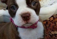 Bild von Hundefutter bilder fürs handy