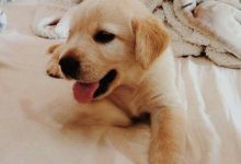 Bild von Hundekrankheiten Bilder fürs handy