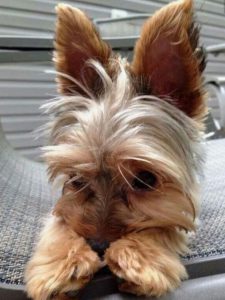Hundekrankheiten Bilder Für Facebook 225x300 - Mischlingshunde Rassen