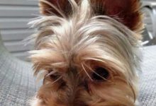 Bild von Hundekrankheiten Bilder Für Facebook bilder fürs handy