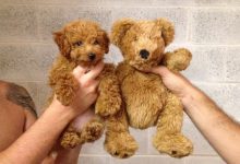 Bild von Hundekrankheiten Bilder Für Whatsapp bilder fürs handy