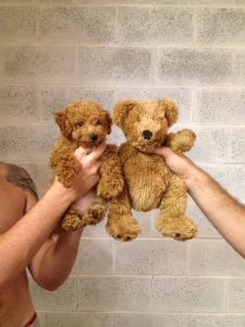 Hundekrankheiten Bilder Für Whatsapp