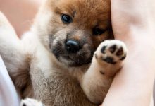 Bild von Hundekrankheiten Bilder Kostenlos bilder fürs handy