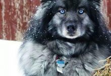 Bild von Hundekrankheiten Bilder Kostenlos Herunterladen bilder fürs handy