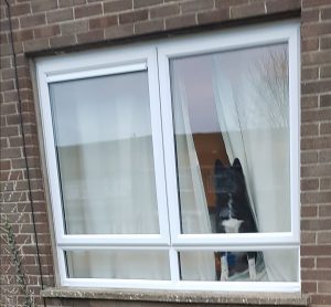 Hundeköpfe Bilder