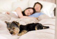 Bild von Hundeköpfe Bilder Für Facebook bilder fürs handy
