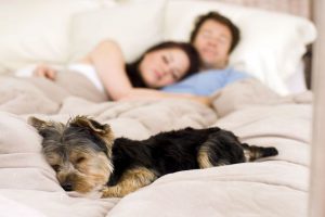 Hundeköpfe Bilder Für Facebook